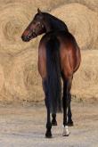 Zazou